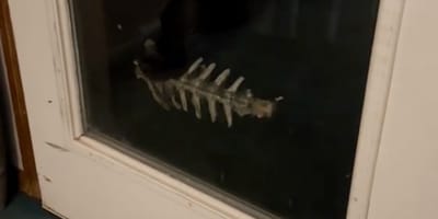 Un cane che tiene uno scheletro in bocca
