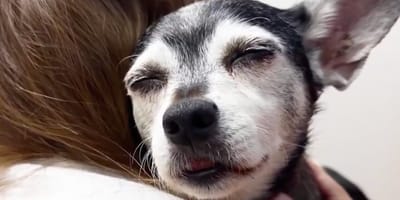 Un chien rat terrier dans les bras de son humain
