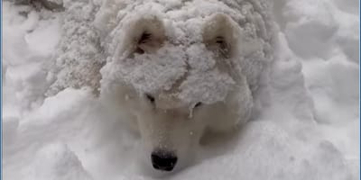 A Samoyed dog shivering in the snow