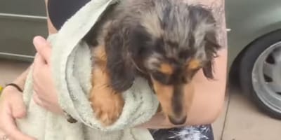 Ein geretteter Hund im Wald