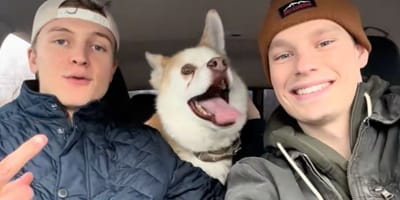 A dog saved by influencers