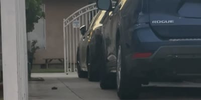 A dog hiding under a car