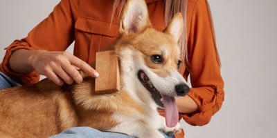 Un chien se fait brosser par son humaine