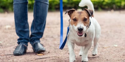 Een hond wandelt op straat
