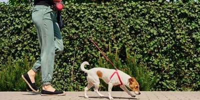 Un chien se promène en ville