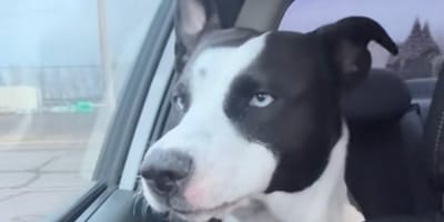 Een hond wordt wakker in een auto op weg naar de dierenarts