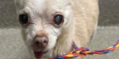 Un chien senior