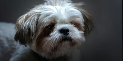 Un chien Shih Tzu