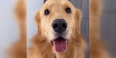Een lachende hond