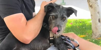 Un chien sur les genoux de son humain