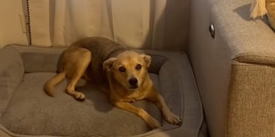 Un chien sur un canapé