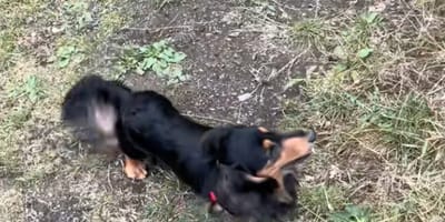 Un chien teckel dans un jardin