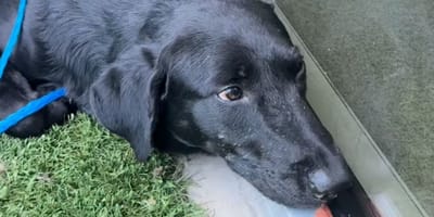 Un chien triste au refuge