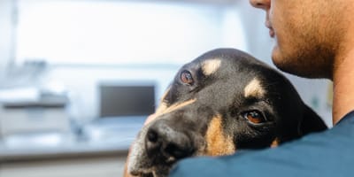 Un chien triste qui va chez le vétérinaire