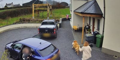 Een hond steelt een kalkoen