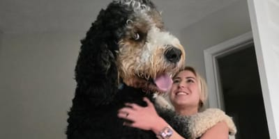 Un chien vraiment immense