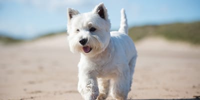 Un cane West Highland White Terrier