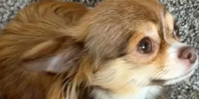Un Chihuahua