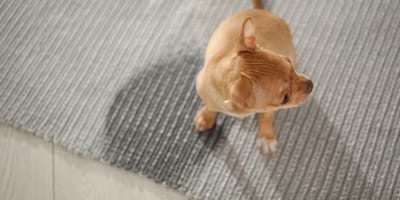 Ein Chihuahua