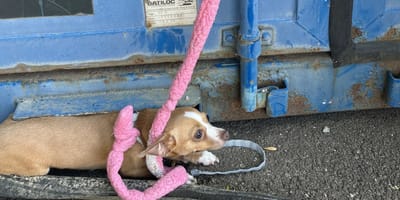 Ein ausgesetzter Chihuahua ohne Wasser während einer Hitzewelle