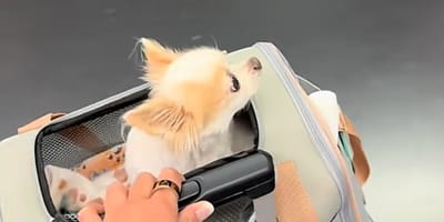 Chihuahua pod kocem