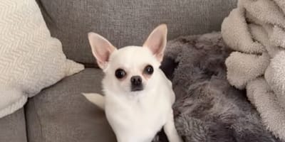 Ein Chihuahua auf einem Sofa