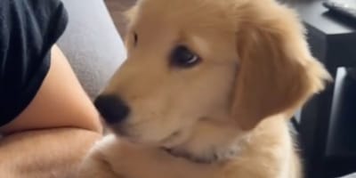 Un chiot