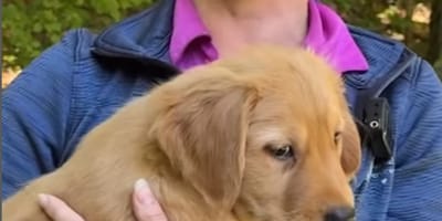 Un chiot