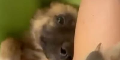 Un chiot abandonné