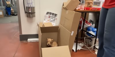 Un chiot abandonné dans un KFC dans un carton
