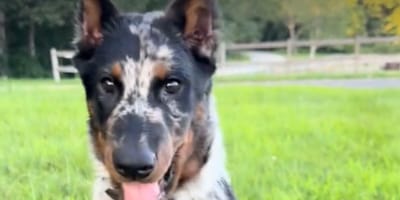 A harlequin puppy