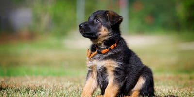 A German Shepherd puppy