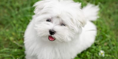 Een Maltezer puppy