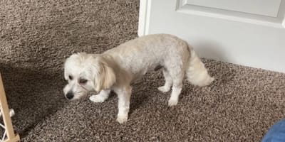 Een gedrogeerde witte puppy