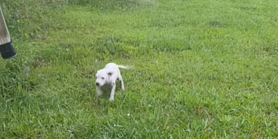 Un chiot dans un jardin