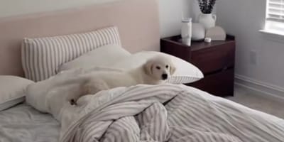 Ein Welpe in einem Bett
