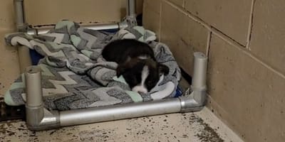 A puppy in a shelter