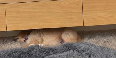 Un chiot Golden Retriever