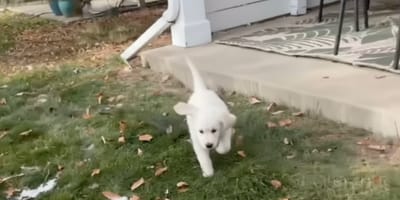 A Golden Retriever puppy running