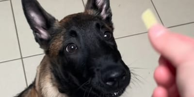 Un chiot malinois abandonné