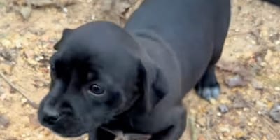 Een zwarte puppy in de natuur