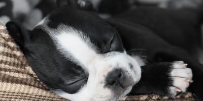 Hundebaby in der Nacht: So hilfst du deinem Welpen, durchzuschlafen