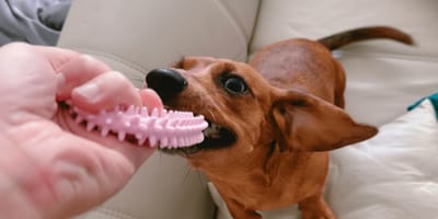 Dentizione del cucciolo: i trucchi per proteggere mobili e scarpe