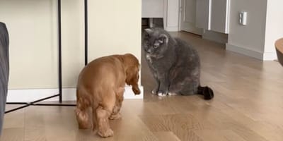 Un cachorro conoce al gato de la casa