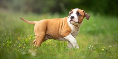 Een Staffordshire Bull Terriër puppy