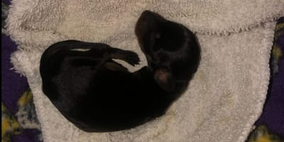 Un chiot Teckel