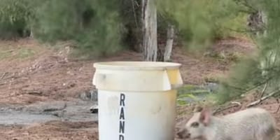 Een varken bij een emmer