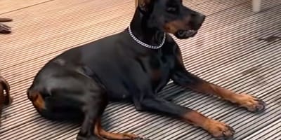 Un Doberman