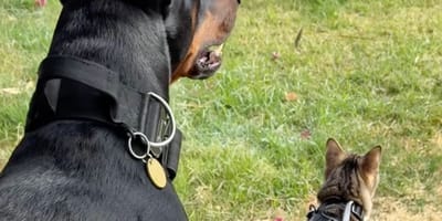 Een Doberman en een kat