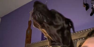 Un dogue allemand